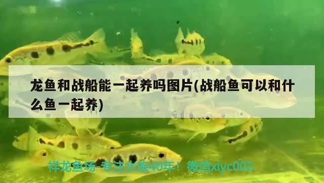 龍魚和戰船能一起養嗎（龍魚和戰船能否一起養，取決于多種因素）