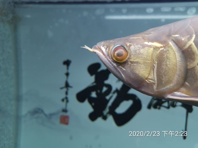 龍魚用青霉素鈉的作用：青霉素鈉在龍魚養殖中的作用