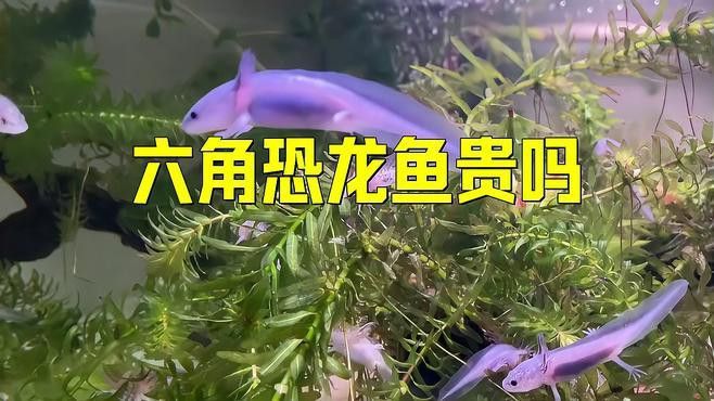 六腳恐龍魚價(jià)格