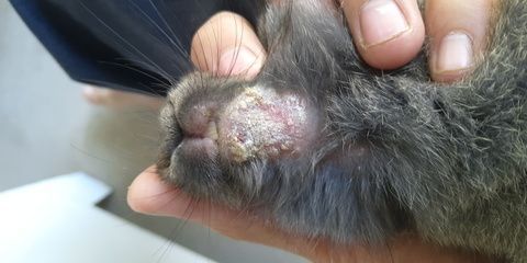 龍魚下巴長疙瘩咋回事（龍魚下巴長疙瘩是怎么回事？）