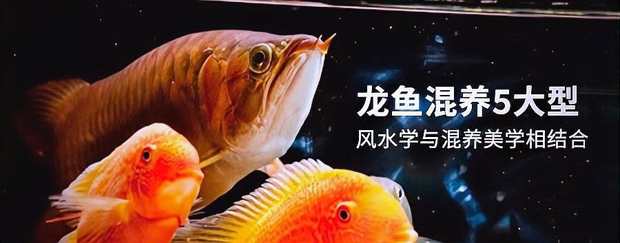 龍魚魚缸背景