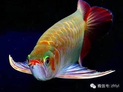 龍魚有多重（世界上最大的龍躉魚體重與體長有關(guān)，一米長的紅龍魚有多重）