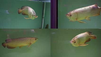 古典過背金龍魚用什么燈光好看（古典過背金龍魚用什么燈光）