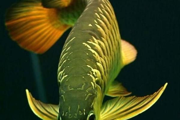 龍魚(yú)反復(fù)蒙眼原因：龍魚(yú)反復(fù)蒙眼可能由多種因素引起龍魚(yú)反復(fù)蒙眼的原因