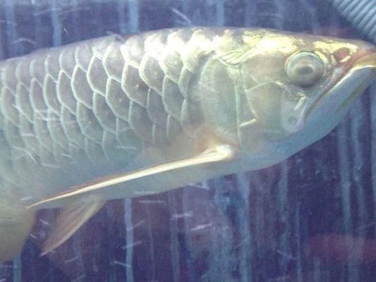 龍魚(yú)反復(fù)蒙眼原因：龍魚(yú)反復(fù)蒙眼可能由多種因素引起龍魚(yú)反復(fù)蒙眼的原因