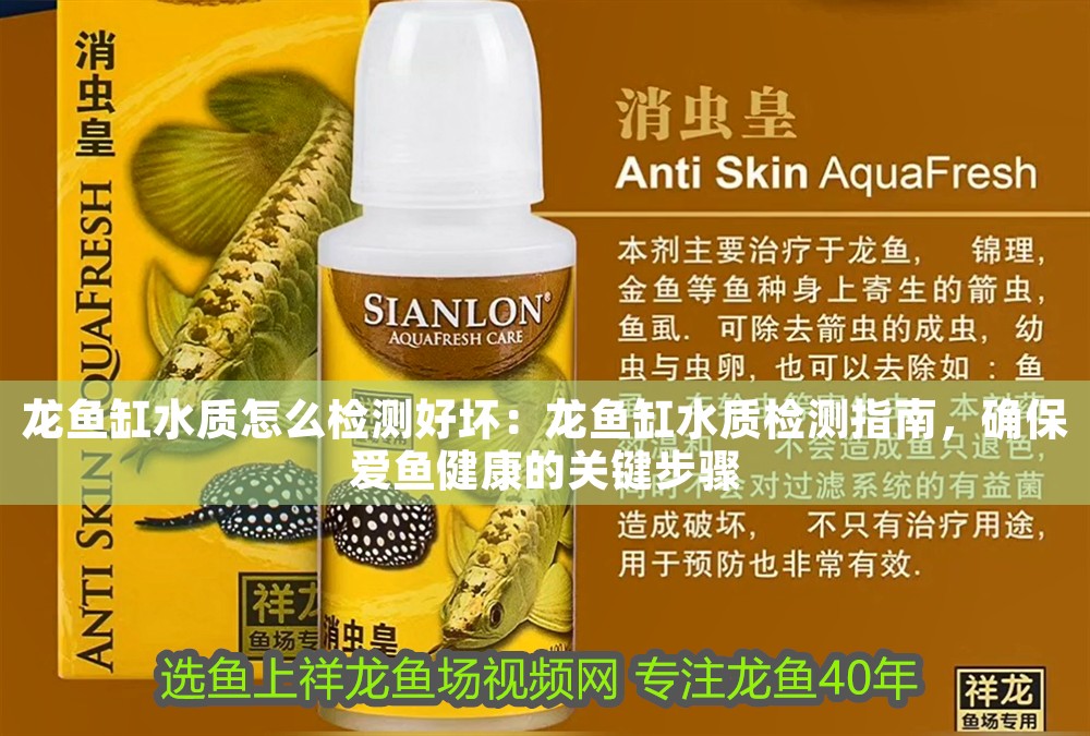 龍魚缸水質怎么檢測好壞：龍魚缸水質檢測指南，確保愛魚健康的關鍵步驟