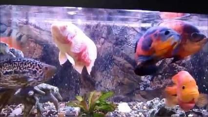 龍魚缸水質怎么檢測好壞：龍魚缸水質檢測指南，確保愛魚健康的關鍵步驟