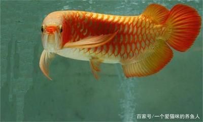 最貴的紅金龍魚品種：價格較高的紅金龍魚品種，