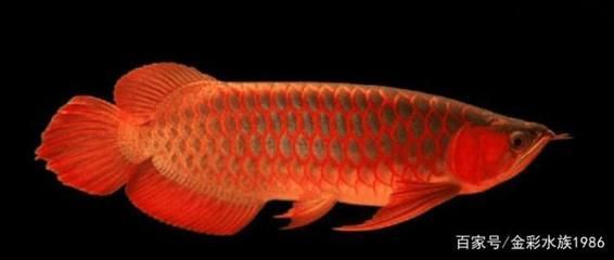 養龍魚最怕什么氣味呢：養龍魚時需要注意的是水質和氣味對龍魚的影響，養龍魚要注意