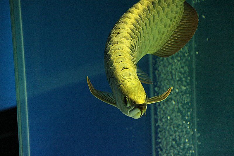 龍魚總跳缸什么預兆：龍魚總跳缸的預兆