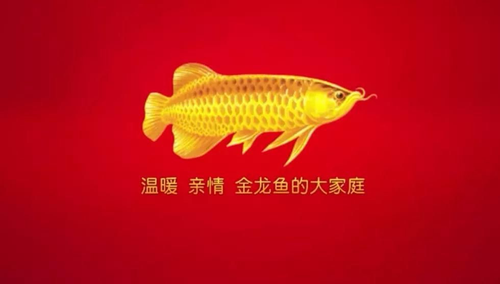 金龍魚編號查詢：關(guān)于金龍魚編號查詢的詳細(xì)介紹