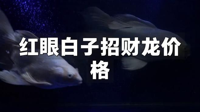 白子招財龍在水族市場的價格是多少？