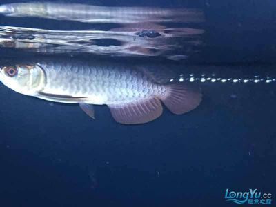 祥龍魚場觀賞魚（祥龍魚場觀賞魚批發(fā)視頻網(wǎng)上線）