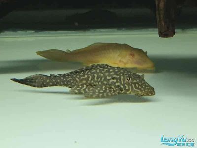 祥龍魚場觀賞魚（祥龍魚場觀賞魚批發(fā)視頻網(wǎng)上線）