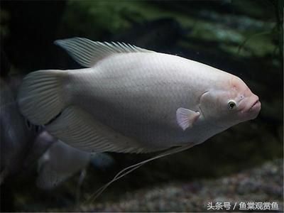 龍魚(yú)眼球都腐爛了怎么辦：如何判斷龍魚(yú)是否健康