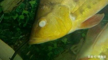 龍魚(yú)眼球都腐爛了怎么辦：如何判斷龍魚(yú)是否健康