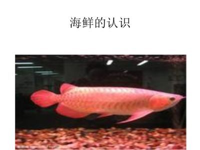 喂食龍魚是否好消化主要取決于飼料的類型和龍魚的消化能力：喂食龍魚是否好消化