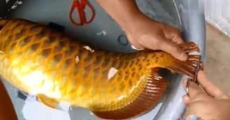 龍魚眼球變白：關于龍魚眼球變白的詳細信息