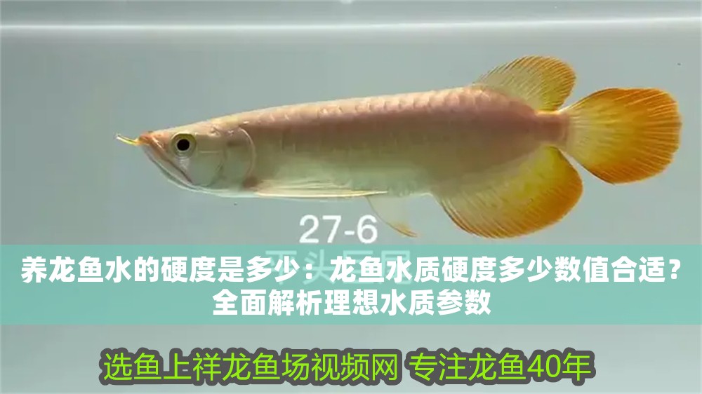 養(yǎng)龍魚水的硬度是多少：龍魚水質(zhì)硬度多少數(shù)值合適？全面解析理想水質(zhì)參數(shù)