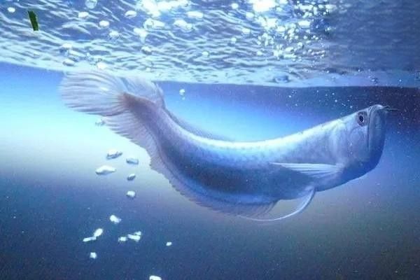 銀龍魚嘴巴前面爛掉了怎么回事
