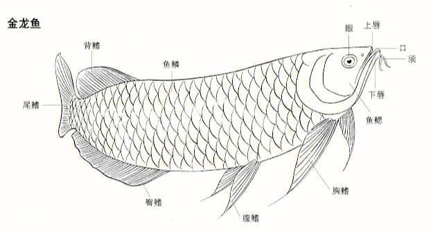 什么是金龍魚的框