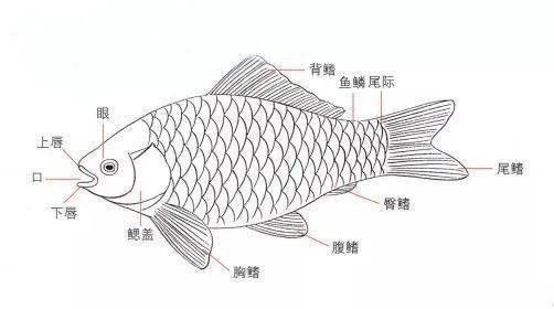 什么是金龍魚的框