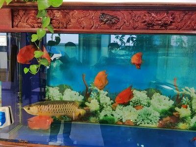金龍魚頂缸的原因及其解決方案，金龍魚頂缸可能有多種原因：關于金龍魚頂缸的原因及其解決方案
