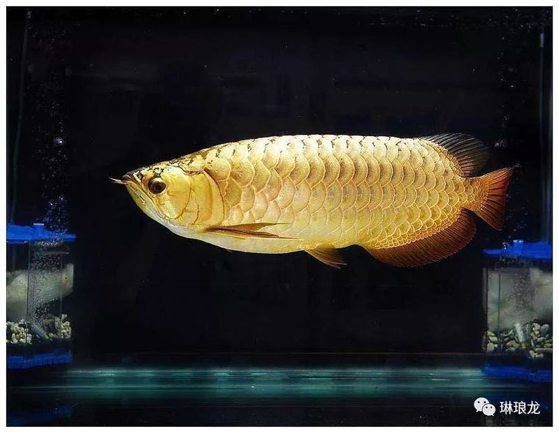 高背金龍魚怎么養(yǎng)金質(zhì)更好看