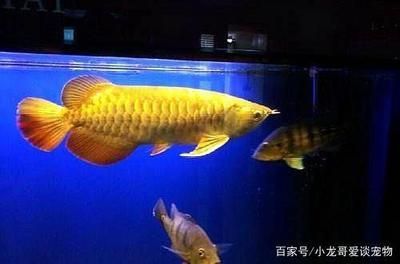如何促進金龍魚發色：促進金龍魚發色是一個涉及到多個方面的過程
