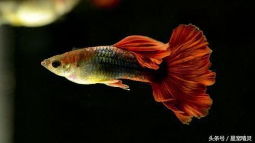 孔雀龍魚繁殖水草種類推薦：孔雀龍魚繁殖缸布局技巧