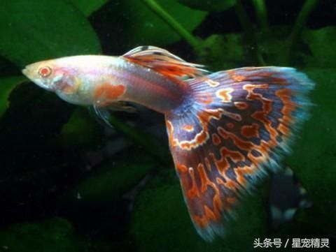 孔雀龍魚繁殖水草種類推薦：孔雀龍魚繁殖缸布局技巧