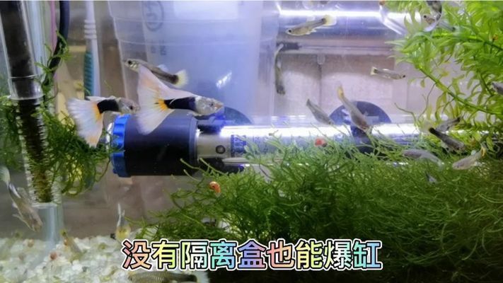 孔雀龍魚繁殖水草種類推薦：孔雀龍魚繁殖缸布局技巧