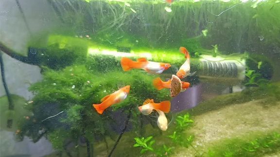 孔雀龍魚繁殖水草種類推薦：孔雀龍魚繁殖缸布局技巧