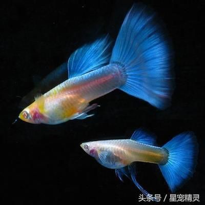 孔雀龍魚繁殖水草種類推薦：孔雀龍魚繁殖缸布局技巧