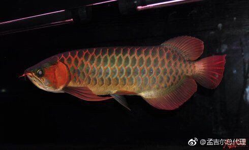 孟吉爾紅龍f1特點