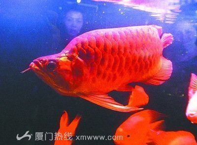 紅龍魚最大可以長到多少斤（紅龍魚的最大體長和重量是多少呢？）