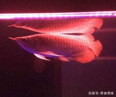 紅龍魚最大可以長到多少斤（紅龍魚的最大體長和重量是多少呢？）