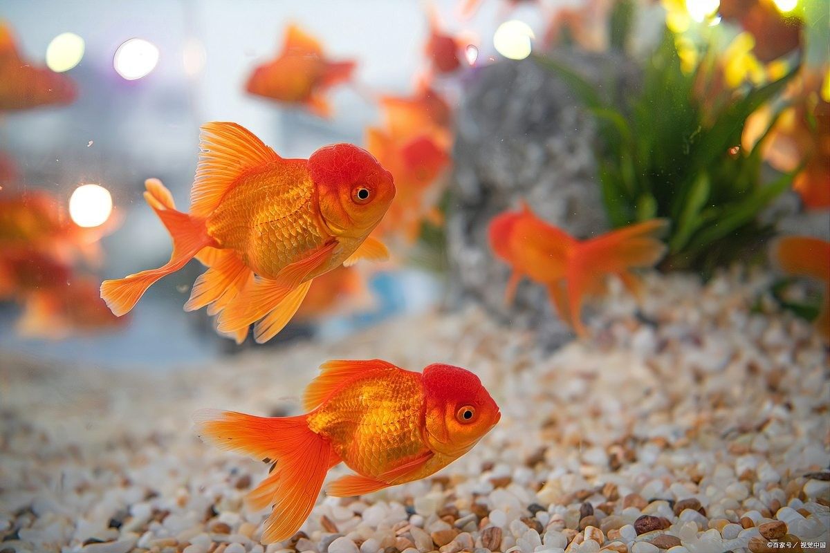 龍魚(yú)打包運(yùn)輸36小時(shí)有事嗎？