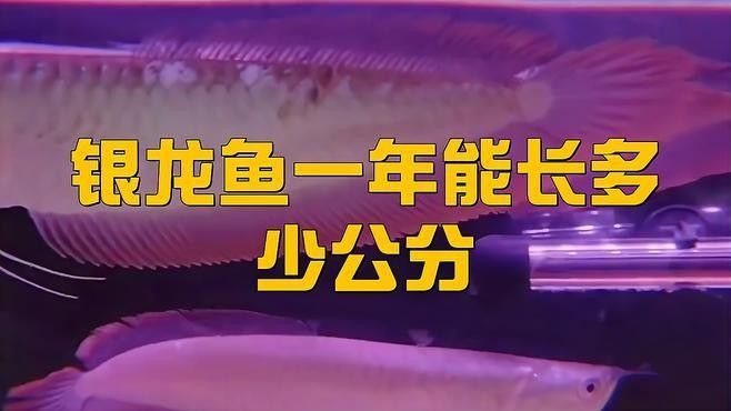 銀龍魚生長速度多少度