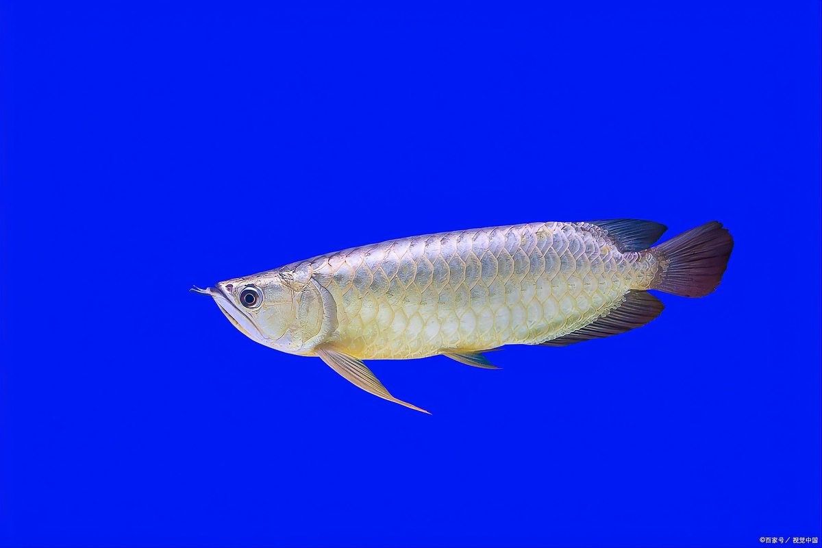 銀龍魚生長速度多少度