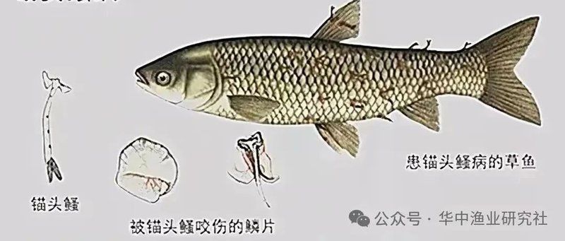 魚身上有像蛆一樣的寄生蟲