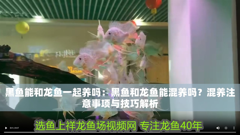黑魚能和龍魚一起養嗎：黑魚和龍魚能混養嗎？混養注意事項與技巧解析