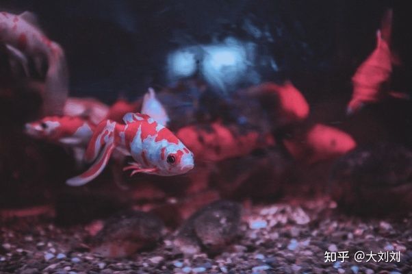 龍魚缸晚上關燈嗎好嗎：龍魚缸晚上關燈的好處