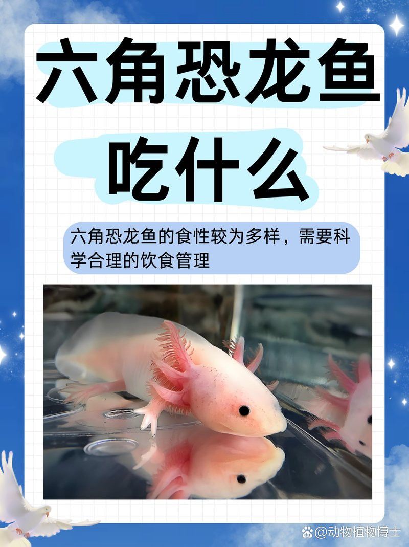 恐龍魚(yú)一天吃多少肉食