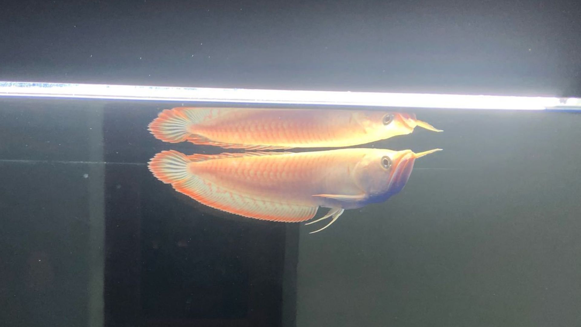 如何選擇適合銀龍魚的燈具：選擇合適的燈具對銀龍魚的健康和生活至關(guān)重要