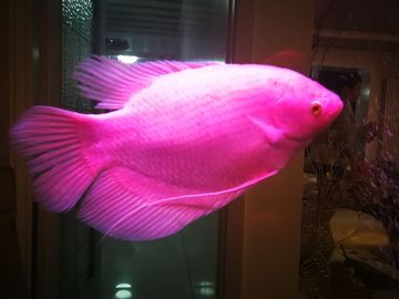 如何選擇適合銀龍魚的燈具：選擇合適的燈具對銀龍魚的健康和生活至關(guān)重要