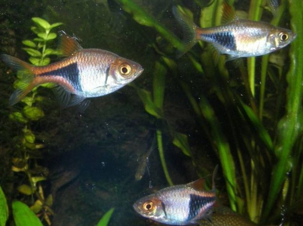 鉆石龍魚是紅龍嗎（鉆石龍魚并不是紅龍魚，它們是兩個不同的龍魚品種）