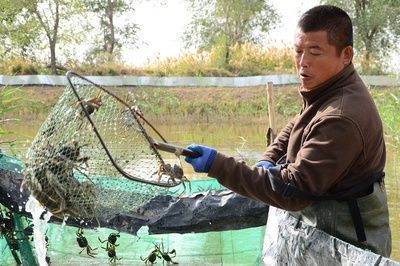 龍魚魚苗開口喂什么食物好呢（自制龍魚飼料的營養(yǎng)搭配，龍魚苗飼料選擇指南）