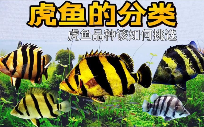 老虎魚的常見種類