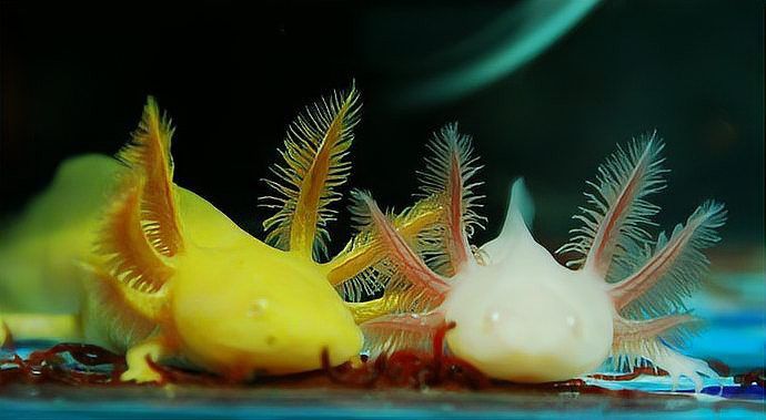 養六角恐龍魚可以用自來水嗎
